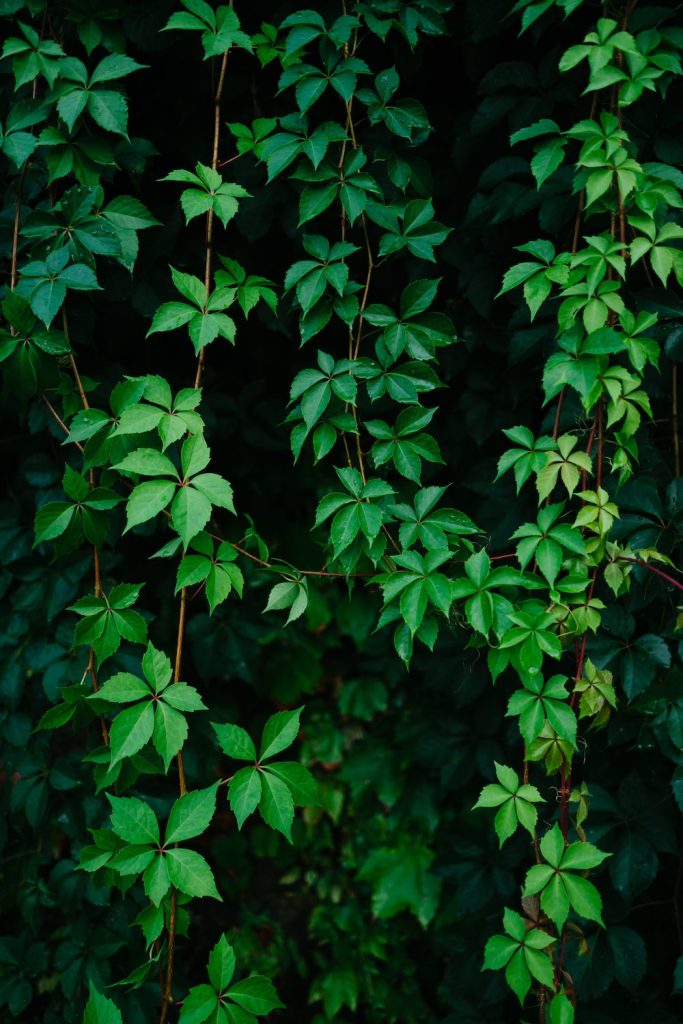 Artificial Vines for the Green Effect