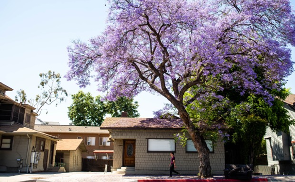 Big Flowering Trees