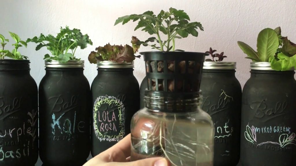 Hanging Herbs and Shrubs