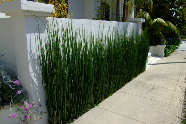 Horsetail Hedges