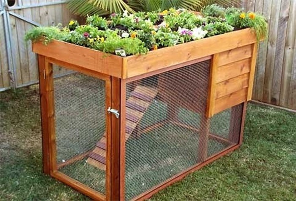 Try a Green Roof for Your Chicken Coop
