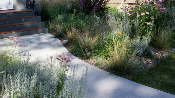 Wispy Plants